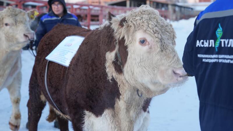 Рассмотрены актуальные вопросы развития племенного животноводства