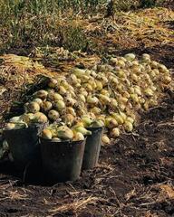 3,1 млн тонн зерновых намолочено в Казахстане