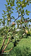 МСХ РК продолжает работу по возрождению легендарного сорта яблони «Апорт»