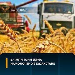 6,4 млн тонн зерна намолочено в Казахстане