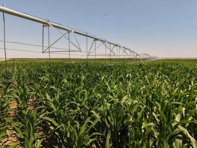 В Жалагаше активно реализуется проект агропромышленного кластера компании «Harvest agro»