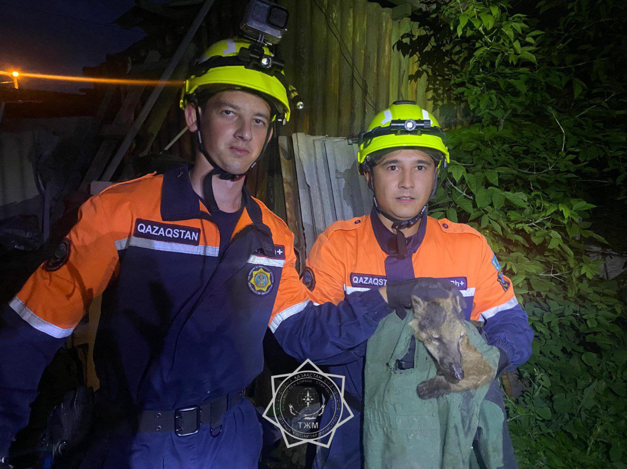 В 2025 году спасатели МЧС спасли более 400 животных по всей стране
