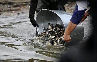 В 19 рыбохозяйственных водоемах СКО проводится зарыбление  