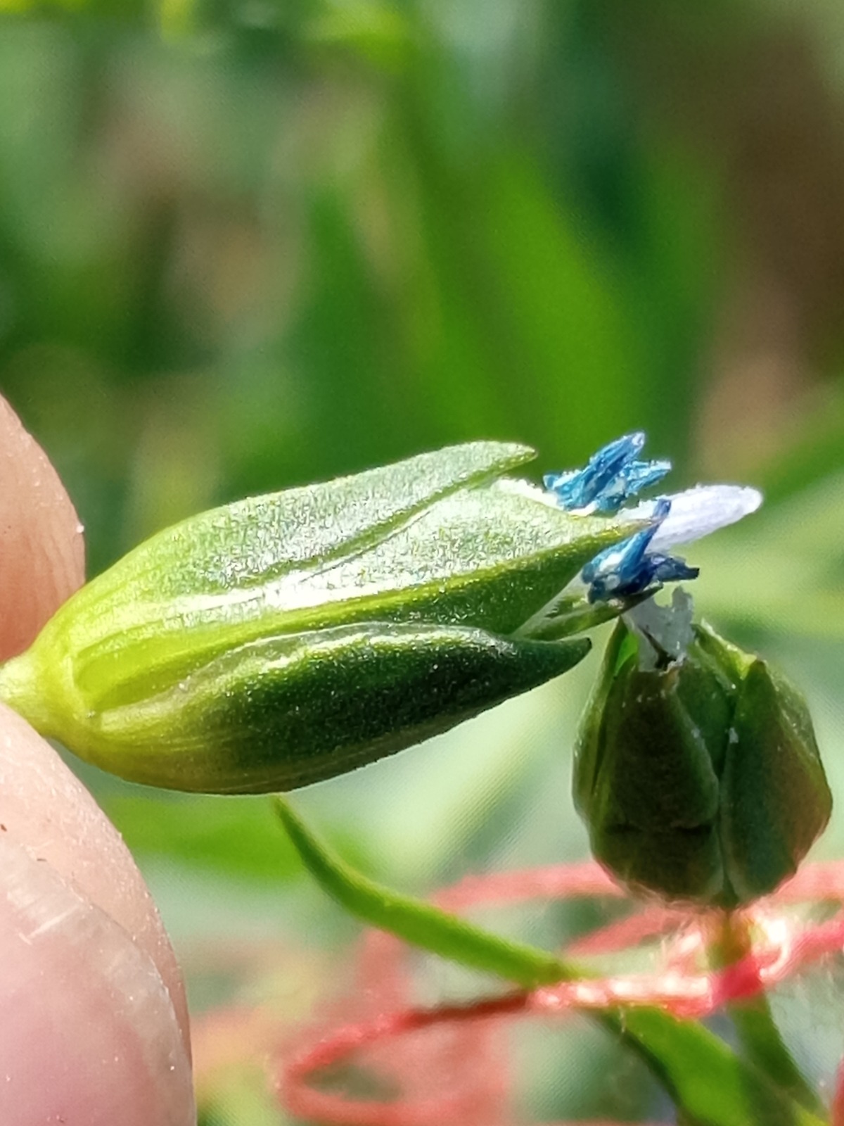 В Казахстане впервые ускорили селекцию льна: до четырёх поколений в год