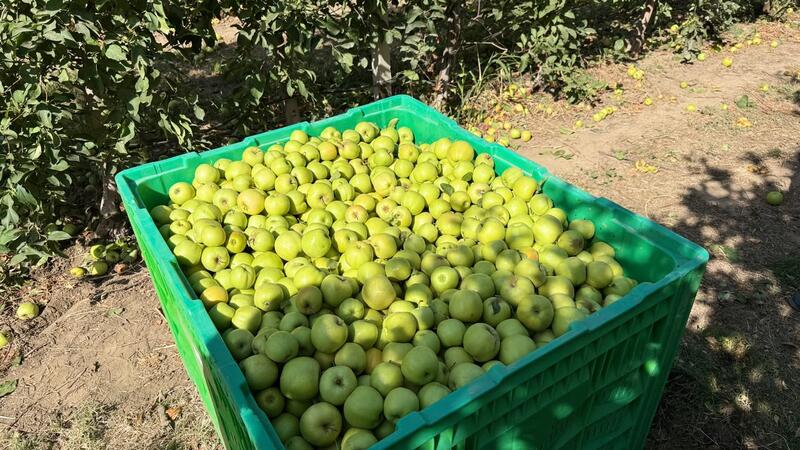 ТҮРКІСТАН: САЙРАМДА 429 ГЕКТАР АЛМА БАҒЫНАН ӨНІМ ЖИНАЛУДА