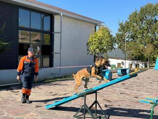 Оценка готовности кинологических расчётов: собаки-спасатели МЧС прошли аттестацию