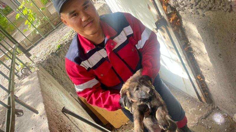 Усть-каменогорские спасатели достали застрявшего щенка