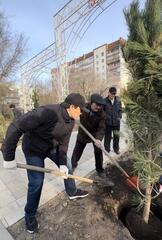 В Актобе было высажено 150 сосен, привезенных благодаря спонсорской поддержке предпринимателей