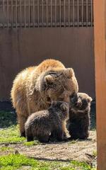 В Алматинском зоопарке родились краснокнижные медвежата