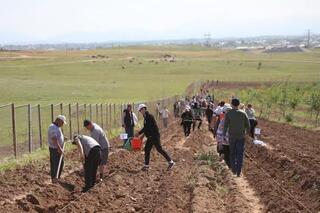 «ТАЗА КАЗАХСТАН»: В РАЙОНЕ САРЫАГАШ ПОСАДИЛИ 1000 ДЕРЕВЬЕВ И ПРОВЕЛИ УБОРКУ