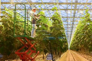 Тепличный комплекс «Зеленый Север» планирует расширение производственных мощностей до 4,5 тыс.тонн продукции в год