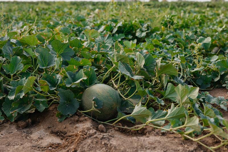 В Атырауской области объём производства сельскохозяйственной продукции достиг 116,8 млрд тенге