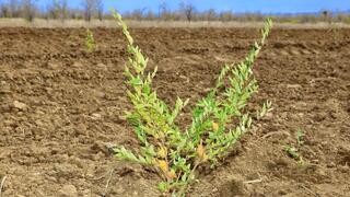 «Таза Қазақстан»: Лесной фонд Карагандинской области становится больше