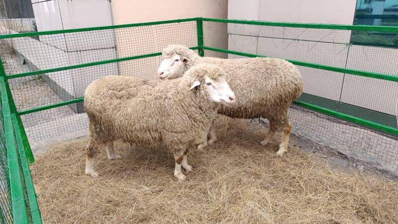 В области Абай открыт селекционный центр овцеводства