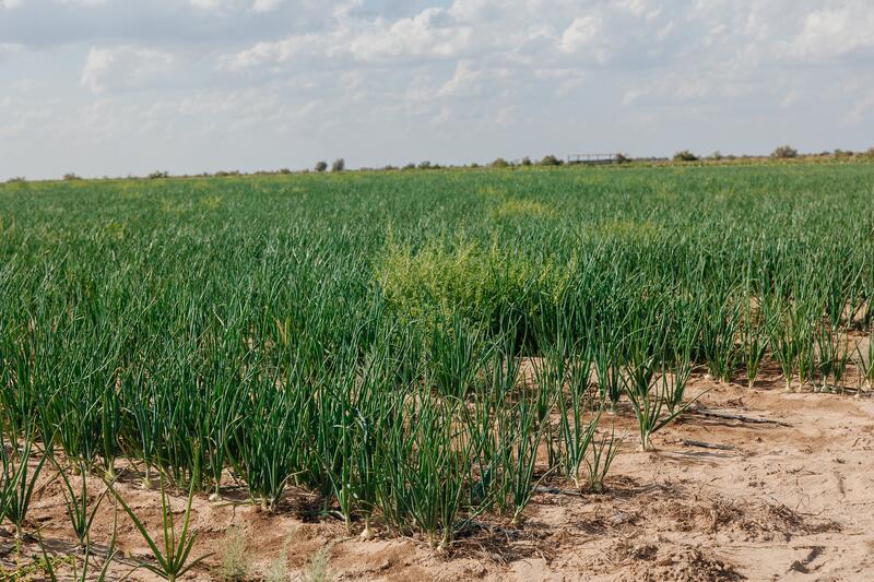 В Индерайском районе готовятся 62 тысячи тонн сена и 1 300 га зерновых для зимнего периода