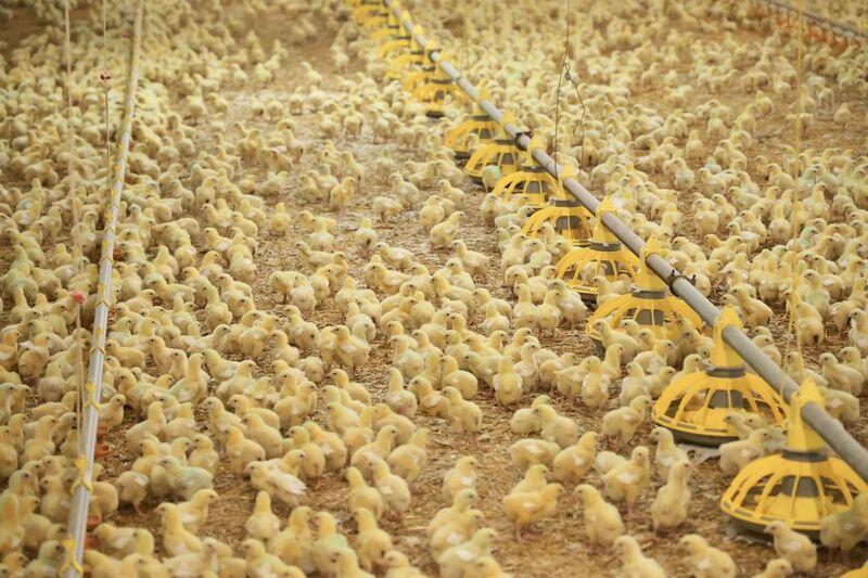 В Бухар-Жырауском районе наращивают производство молочной продукции