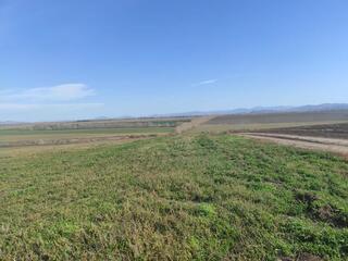 Аким ВКО поручил провести все мониторинги и обследования против вредителей на полях