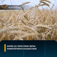 Более 22,7 млн тонн зерна намолочено в Казахстане