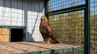 Карагандинский зоопарк стал домом для спасённых животных