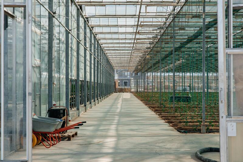 Атырау өнімі: атырауская семья производит тысячи тонн овощей в год