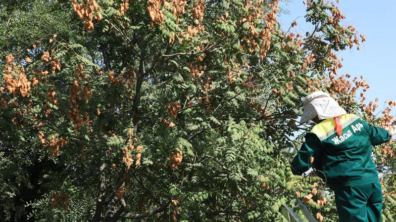 ТУРКЕСТАН: В АРЫСИ ВНЕДРЕН УНИКАЛЬНЫЙ ДЛЯ РЕГИОНА МЕТОД ОЗЕЛЕНЕНИЯ