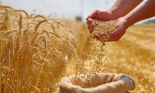 Экспортировано 9,9 млн тонн зерна и муки в зерновом эквиваленте