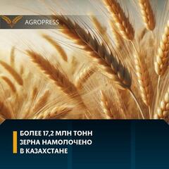 Более 17,2 млн тонн зерна намолочено в Казахстане