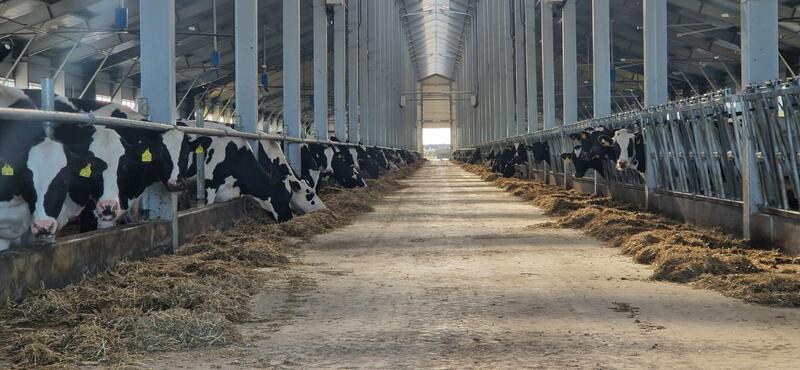 МСХ РК запустило льготное кредитование животноводства под 6%