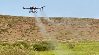 Работа на упреждение: В Карагандинской области обработано 75 тыс. га от саранчи