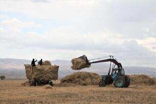 В области Жетысу заготовят 2 205,5 тыс. тонн кормов