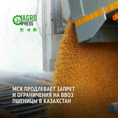 МСХ продлевает запрет и ограничения на ввоз пшеницы в Казахстан