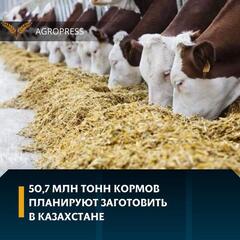 50,7 млн тонн кормов планируют заготовить в Казахстане