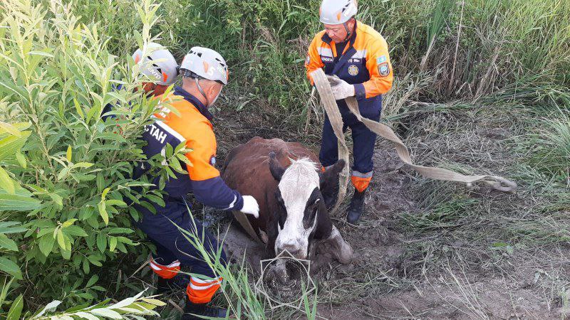 В 2025 году спасатели МЧС спасли более 400 животных по всей стране