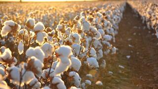 Использование агротехнологий позволило увеличить урожайность хлопка в Туркестанской области до 28 ц/га