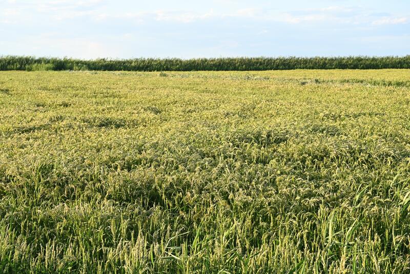 Заместитель Премьер-министра ознакомился с работой фермерского хозяйства «Мағжан и К»