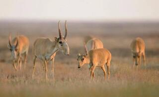 Касательно передачи сайгаков Республике Узбекистан
