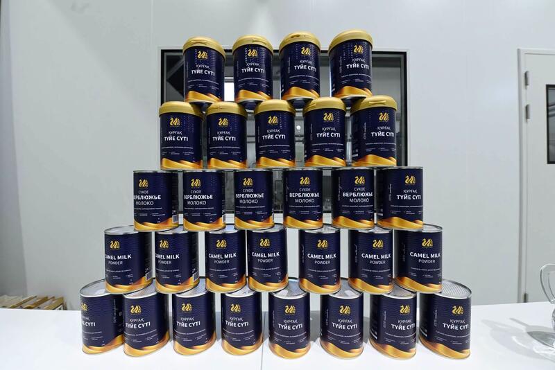 Аралда түйе сүтінен құрғақ ұнтақ шығаратын зауыт іске қосылды