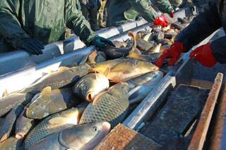 Правила субсидирования переработки рыбной продукции вступают в силу 1 января 2025 года