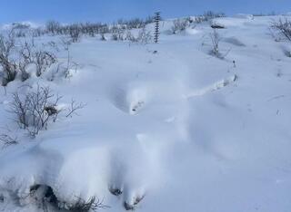 В ВКО проведено обследование лавиноопасных участков вдоль дорог