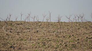 ТУРКЕСТАН: В КЕЛЕССКОМ РАЙОНЕ НА 30 ГЕКТАРАХ ВЫСАЖИВАЮТ ПЕРСИК, ЧЕРЕШНЮ И ВИНОГРАД