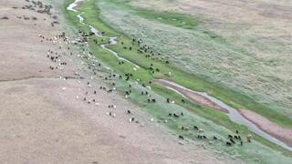 С высоты лучше видно: как дрон помогает фермеру из Кызыларая