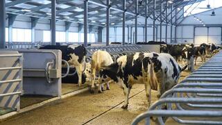 В ВКО состоялось открытие новой молочно-товарной фермы на 1075 голов