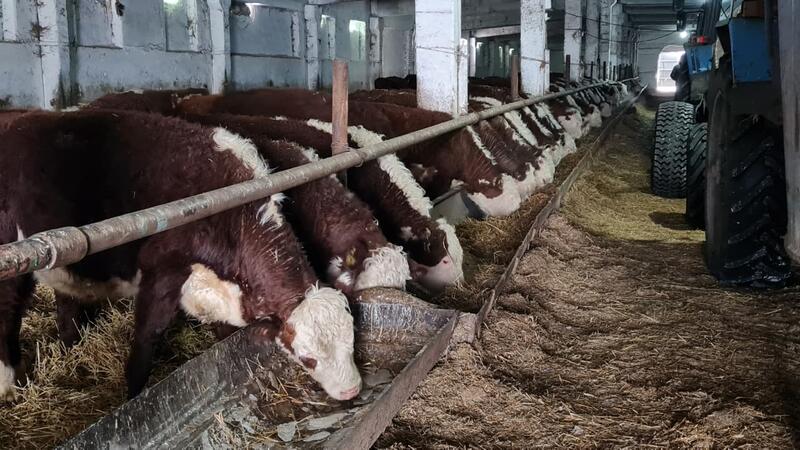 ТОО «ПЗ Балкашинский» Сандыктауского района укрепляет позиции одного из ведущих племенных хозяйств региона
