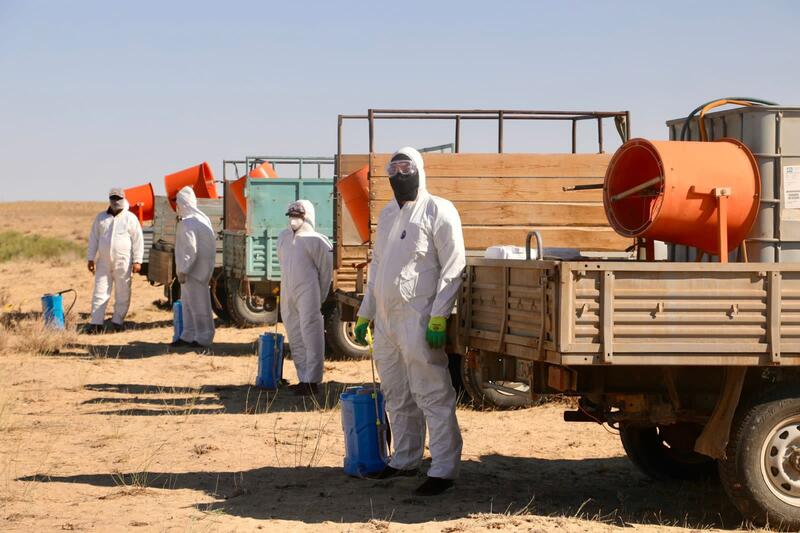 Министр сельского хозяйства в рамках рабочей поездки в Аральский район ознакомился с ходом работ по химической обработке против особо опасных вредителей