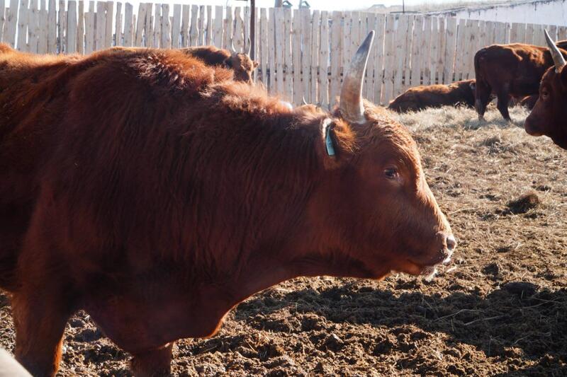Калмыцкая порода КРС набирает популярность в Акмолинской области
