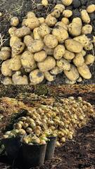 Рекомендации по торговой стратегии для производителей лука и картофеля