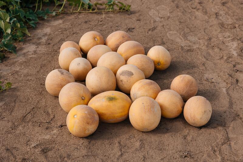 В Индерайском районе готовятся 62 тысячи тонн сена и 1 300 га зерновых для зимнего периода