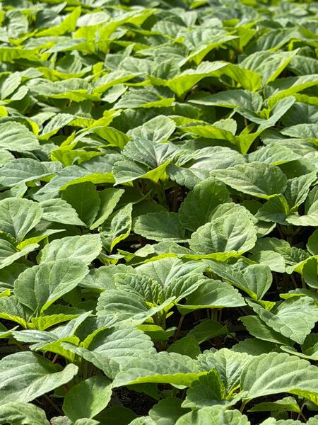 В Алматы цветы украсят более 380 тыс. кв. метров городских территорий