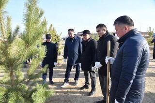 В Атырау в рамках осенней кампании по озеленению высажено около 4 тысяч молодых деревьев
