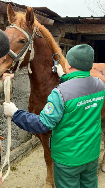 В Алматы бесплатно вакцинируют сельскохозяйственных животных